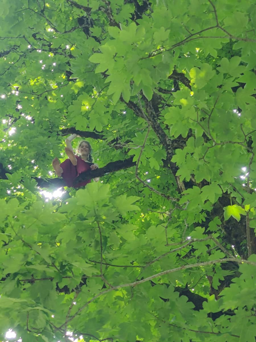 Jiri sitting high in the crown of a big tree in Austria, small against the branches.