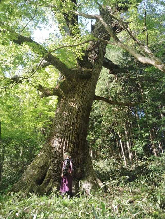 Jiri standing in front of an enormous old konara oak in Japan.
