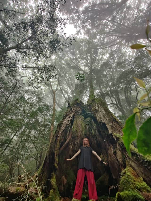 Jiri tucked inside the hollow trunk of an ancient tree on Yakushima.
